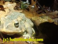 /home//u458753944/public_html/sourcegallery//McKaig Nature Center/2024-09-27/P9271594.JPG